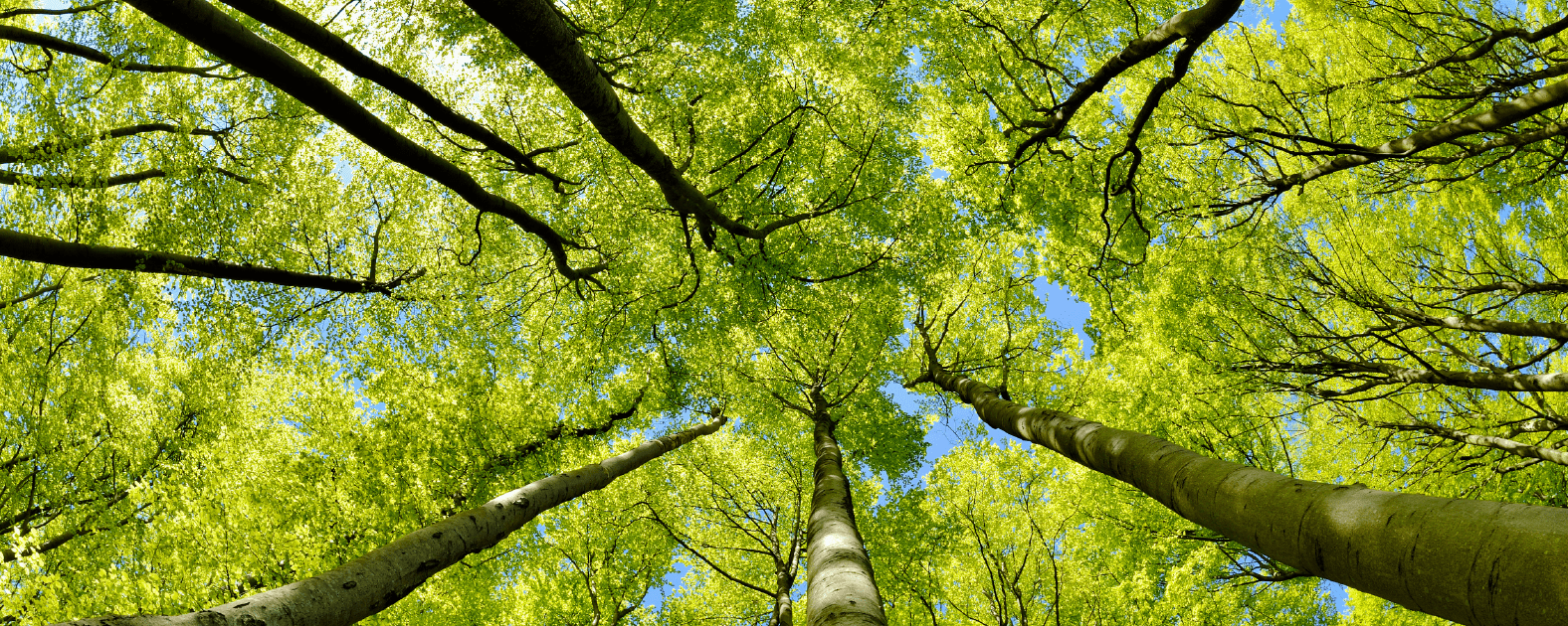 Sustainability | upward view of tree canopy in a forest